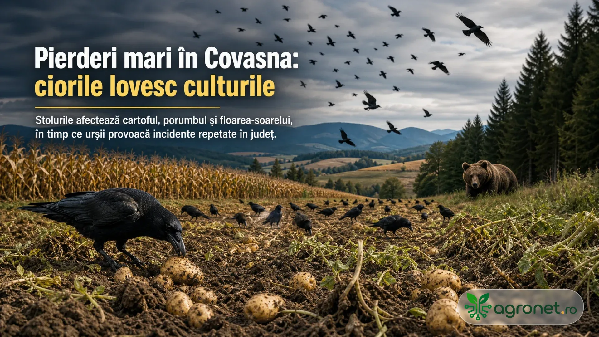 Mai multe ciori se hrănesc pe un teren cu cartofi, lângă un lan de porumb, iar un urs se află la marginea unei păduri.