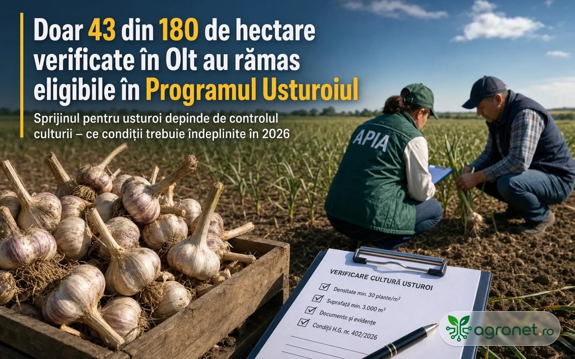 Doar 43 din 180 de hectare verificate în Olt au rămas eligibile în Programul Usturoiul