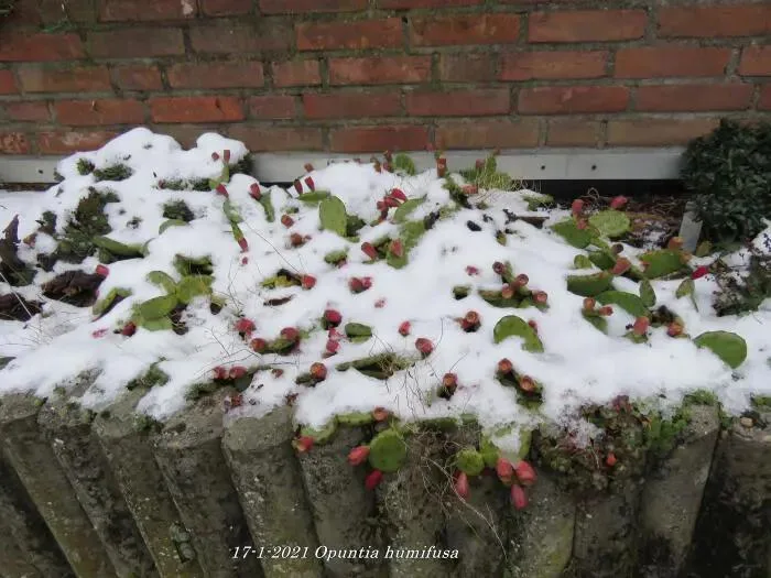 Opuntia humifusa acoperită parțial de zăpadă, lângă un zid de cărămidă