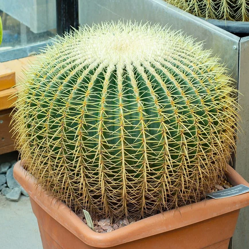 Cactus sferic cu spini aurii, cultivat într-un ghiveci rectangular
