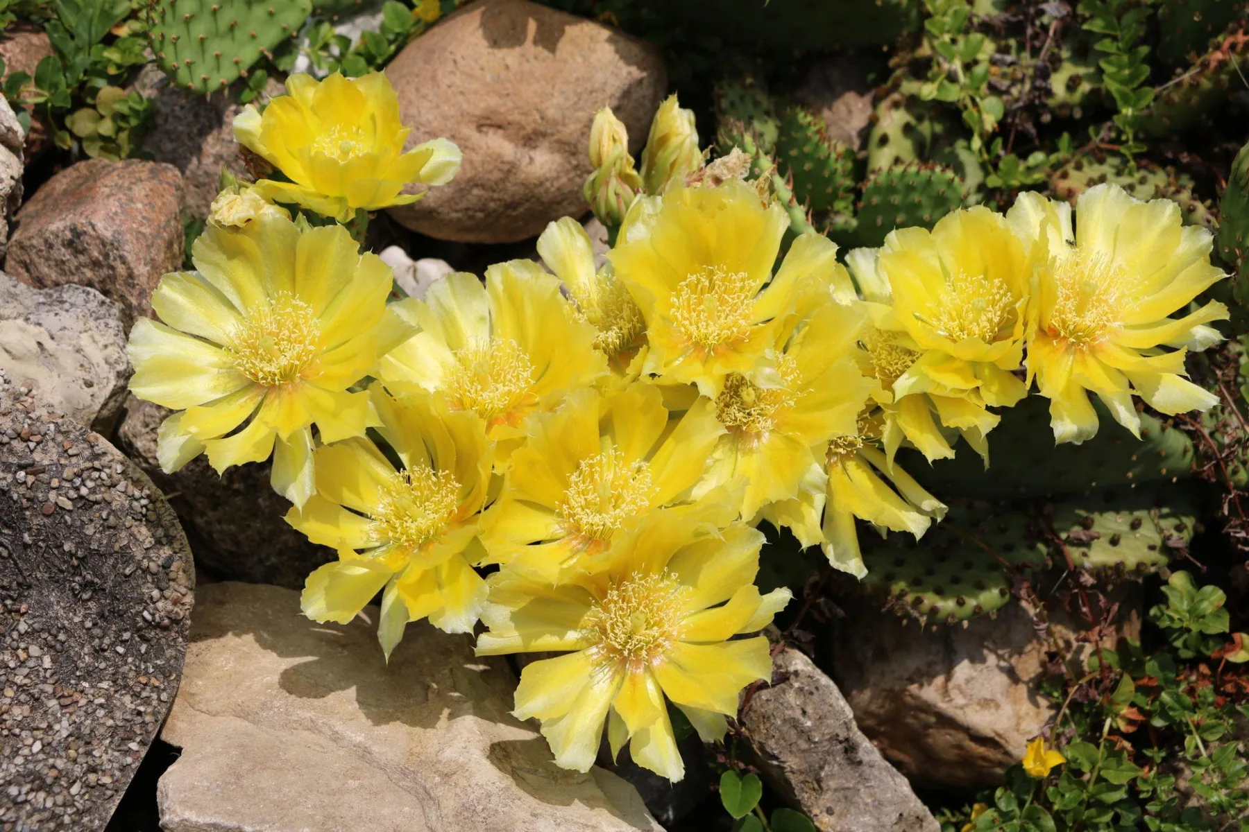 Flori galbene de Opuntia printre pietre și tulpini aplatizate spinoase