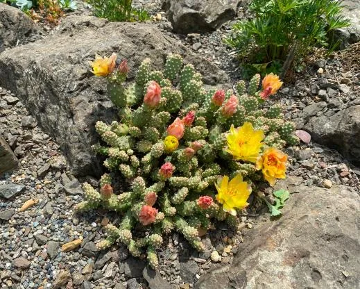Opuntia fragilis înflorită printre roci și pietriș într-o stâncărie