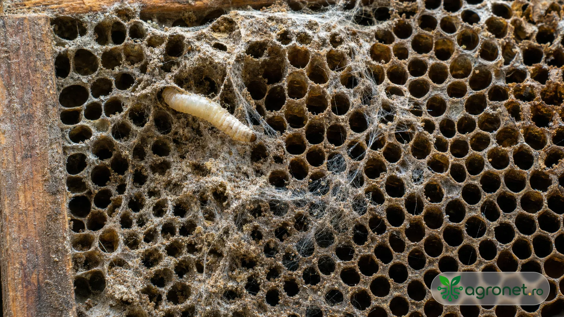 Fotografie realistă de aproape cu o ramă de fagure depozitată, cu pânză mătăsoasă fină, galerii discrete în ceară și o larvă de molie a cerii vizibilă natural.