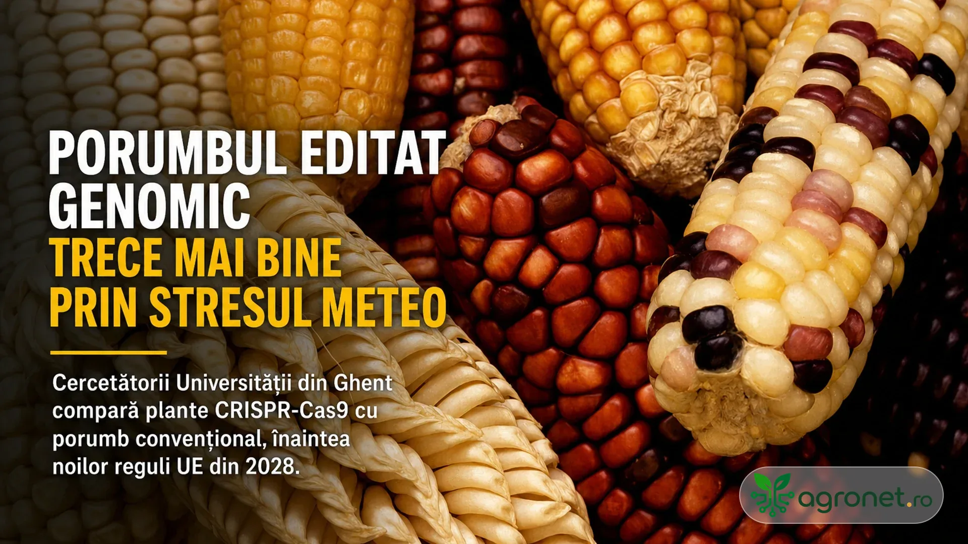 Știuleți de porumb de culori diferite, fotografiați de aproape, cu text informativ suprapus.