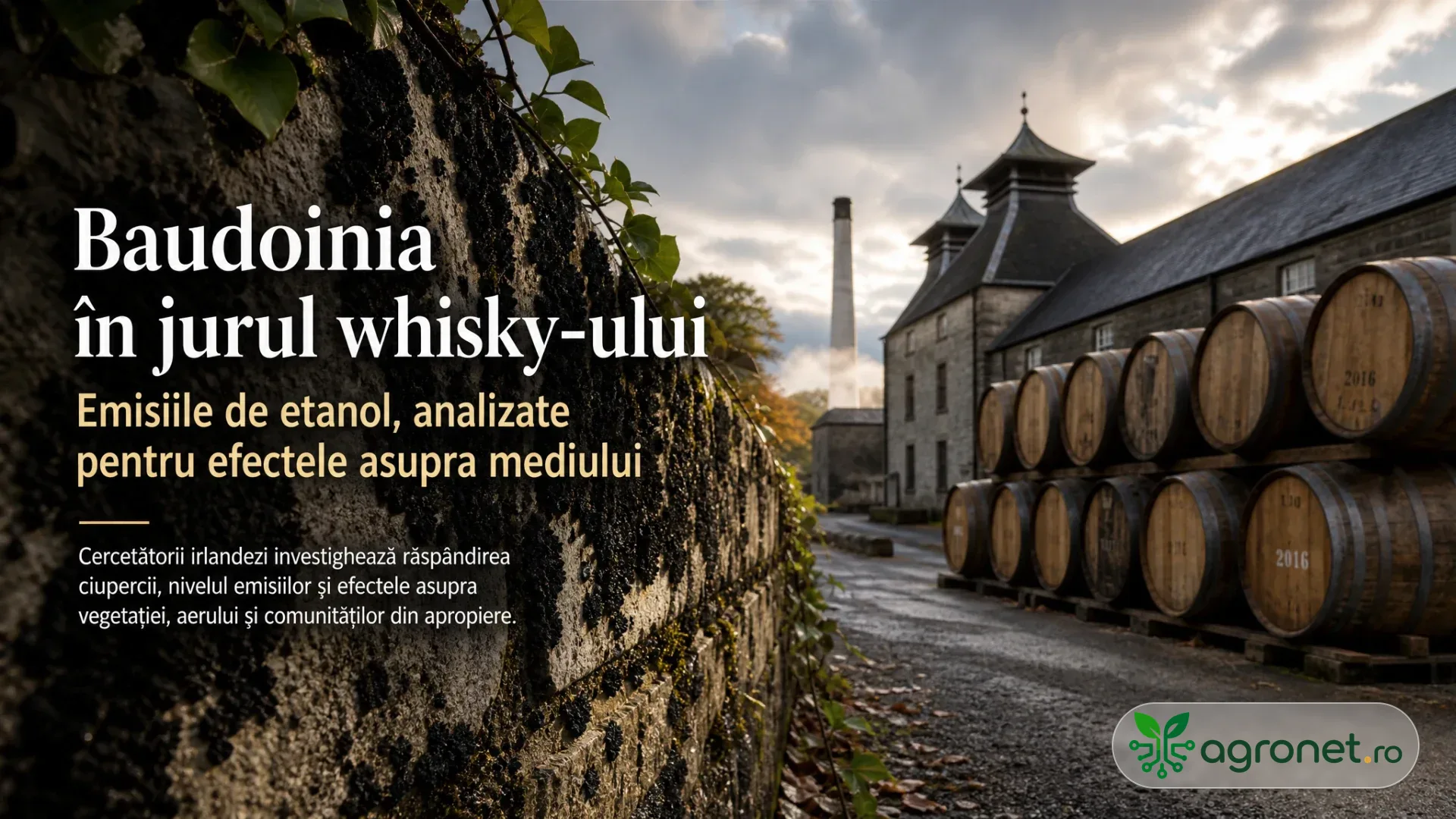 Zid cu depuneri negre și vegetație, lângă butoaie din lemn stivuite în curtea unei clădiri de tip distilerie.