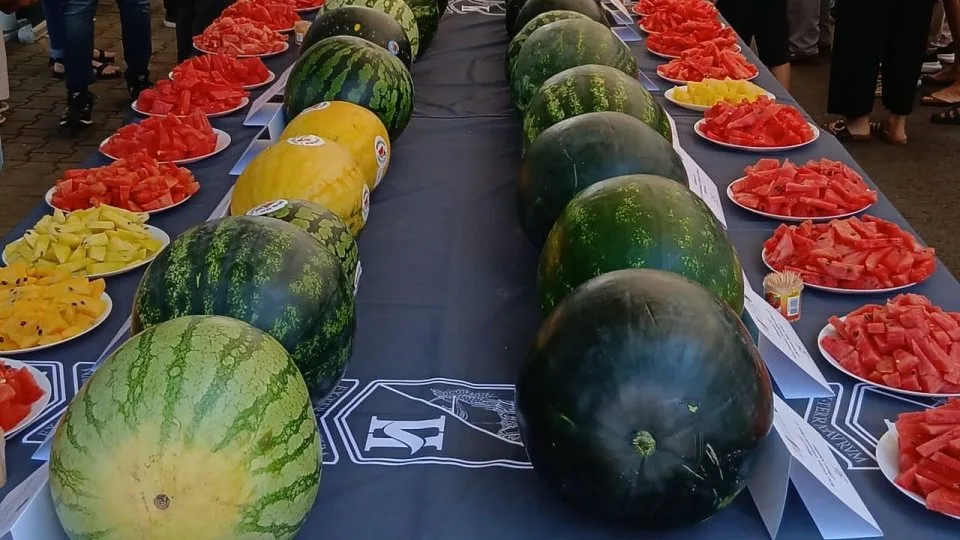 Pepenii întregi și felii pregătite pentru degustare, așezate pe mese