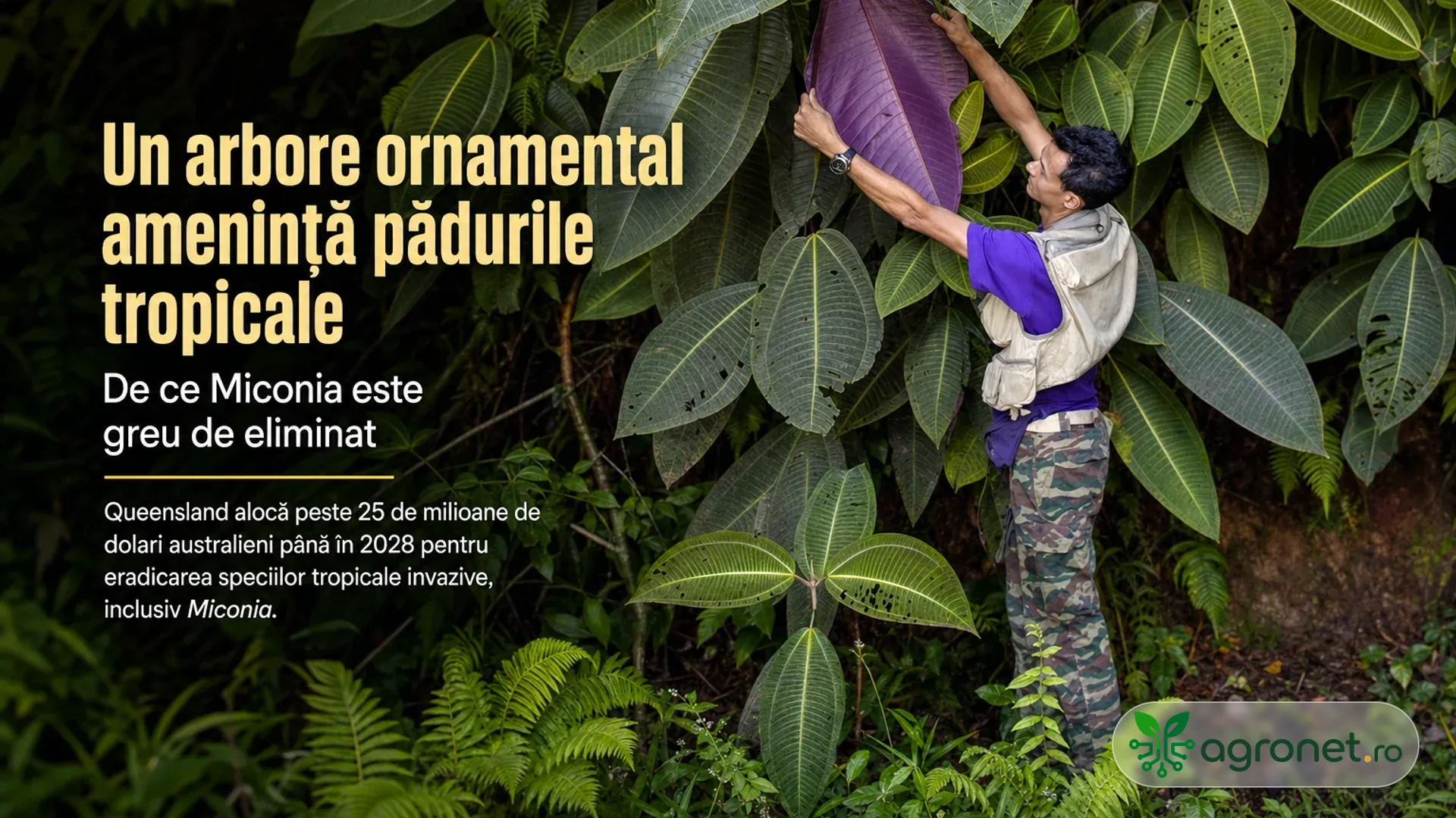 O persoană ridică o frunză mare cu dos violet într-o vegetație tropicală deasă.