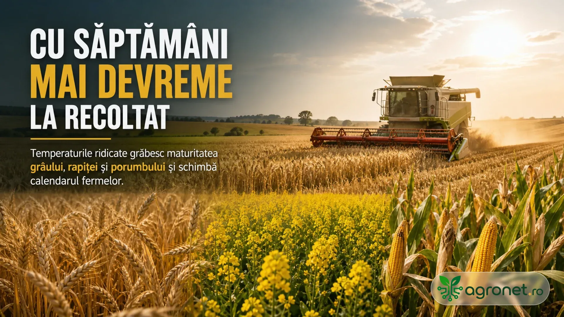 Combină agricolă recoltează un lan de cereale, lângă parcele cu rapiță înflorită și porumb, la apus.