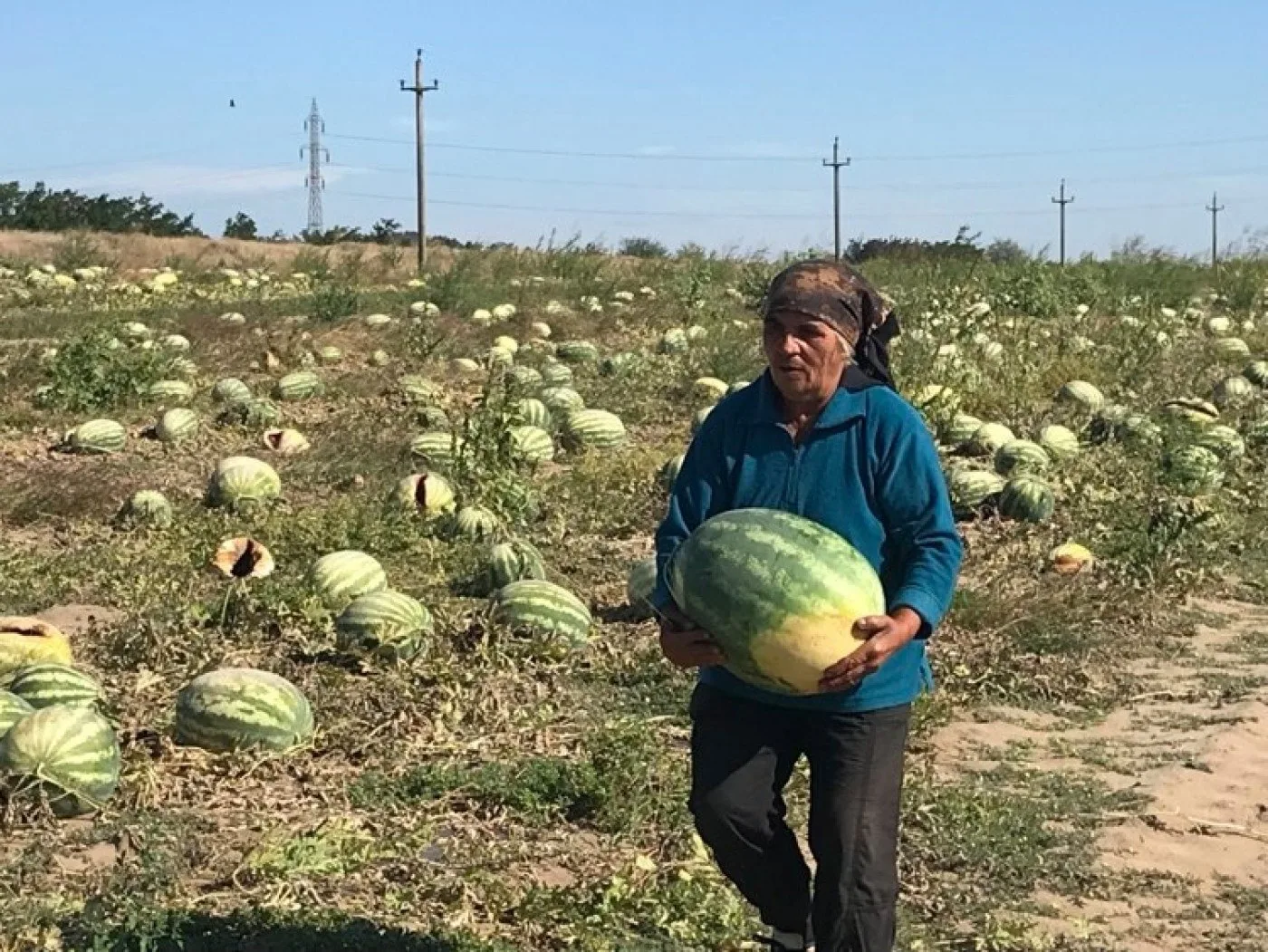 Bărbat ținând un pepene verde într-un câmp plin de pepeni