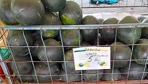 Pepeni verzi într-o ladă metalică, cu etichetă de preț