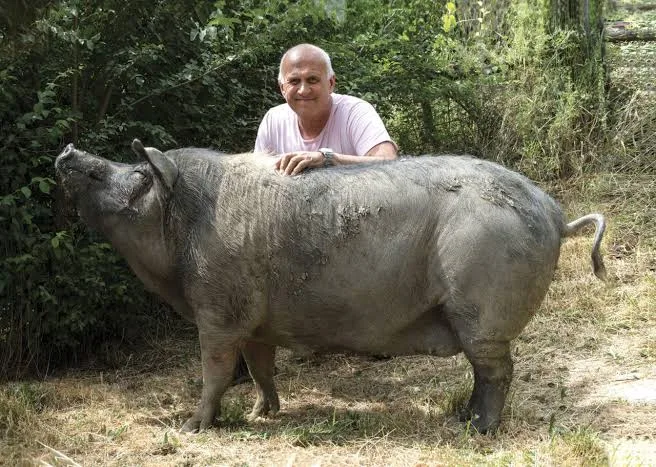Bărbat sprijinit de un porc mare într-un țarc umbrit
