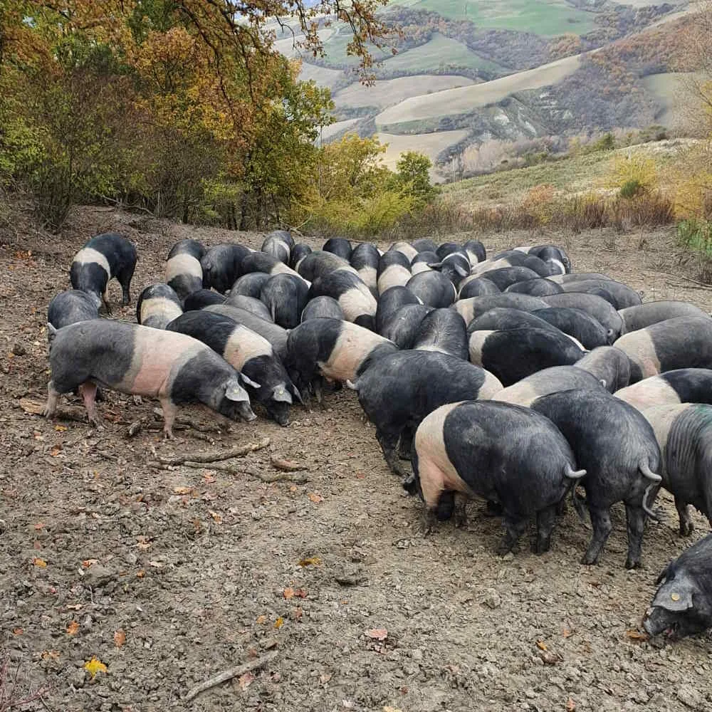 Turmă de porci Cinta Senese pe un teren împădurit de deal