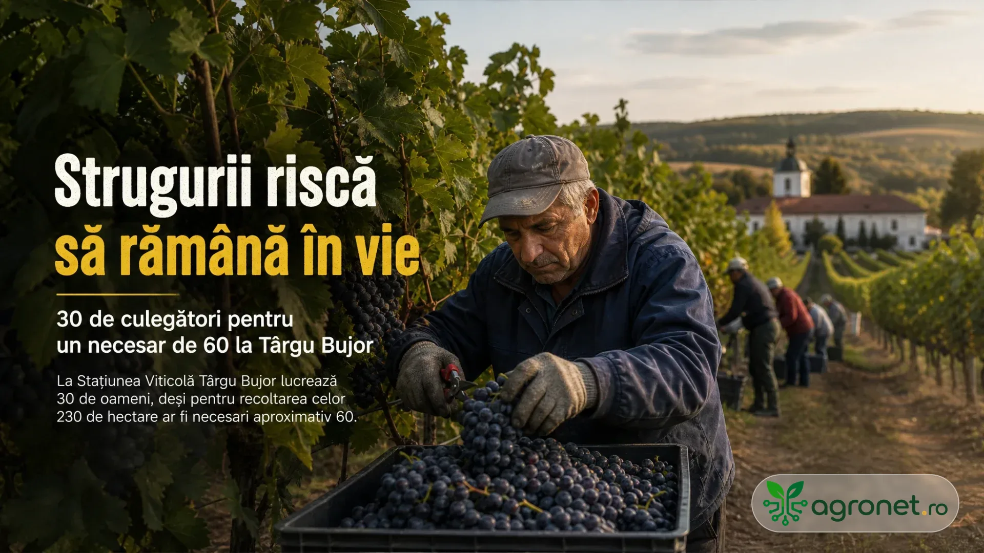 Muncitori culeg struguri negri în lăzi, printre rânduri de viță-de-vie.