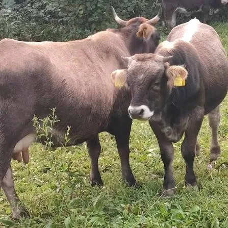 Două bovine brune cu crotalii galbene, pe pășune lângă vegetație