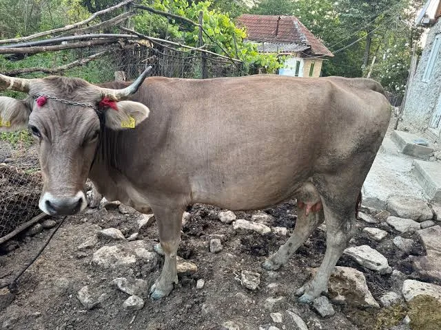 Vacă brună cu coarne și crotalii, într-o curte pietroasă rurală