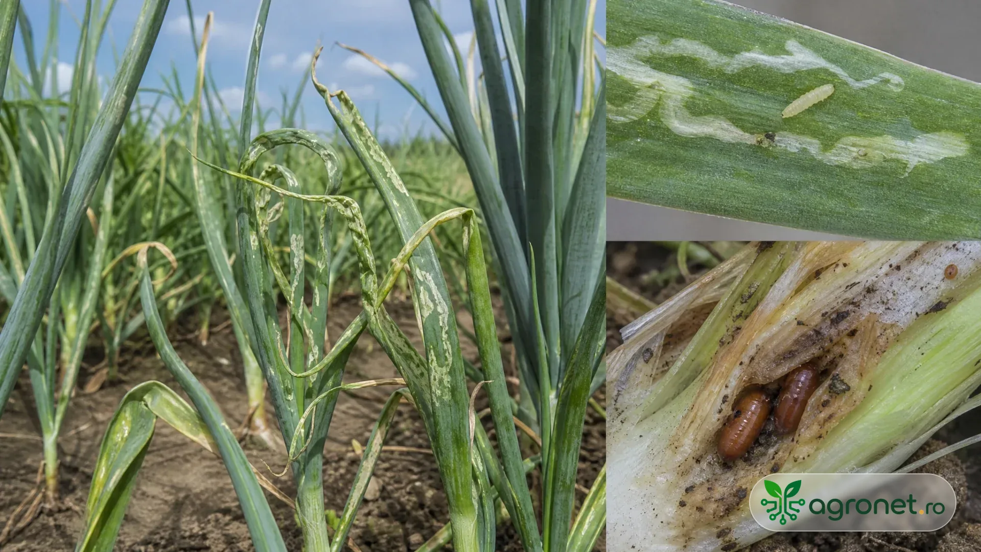 Cultură de praz, ceapă și usturoi în câmp, cu frunze de allium observate îndeaproape pentru puncte discrete și galerii fine, în lumină naturală de toamnă.