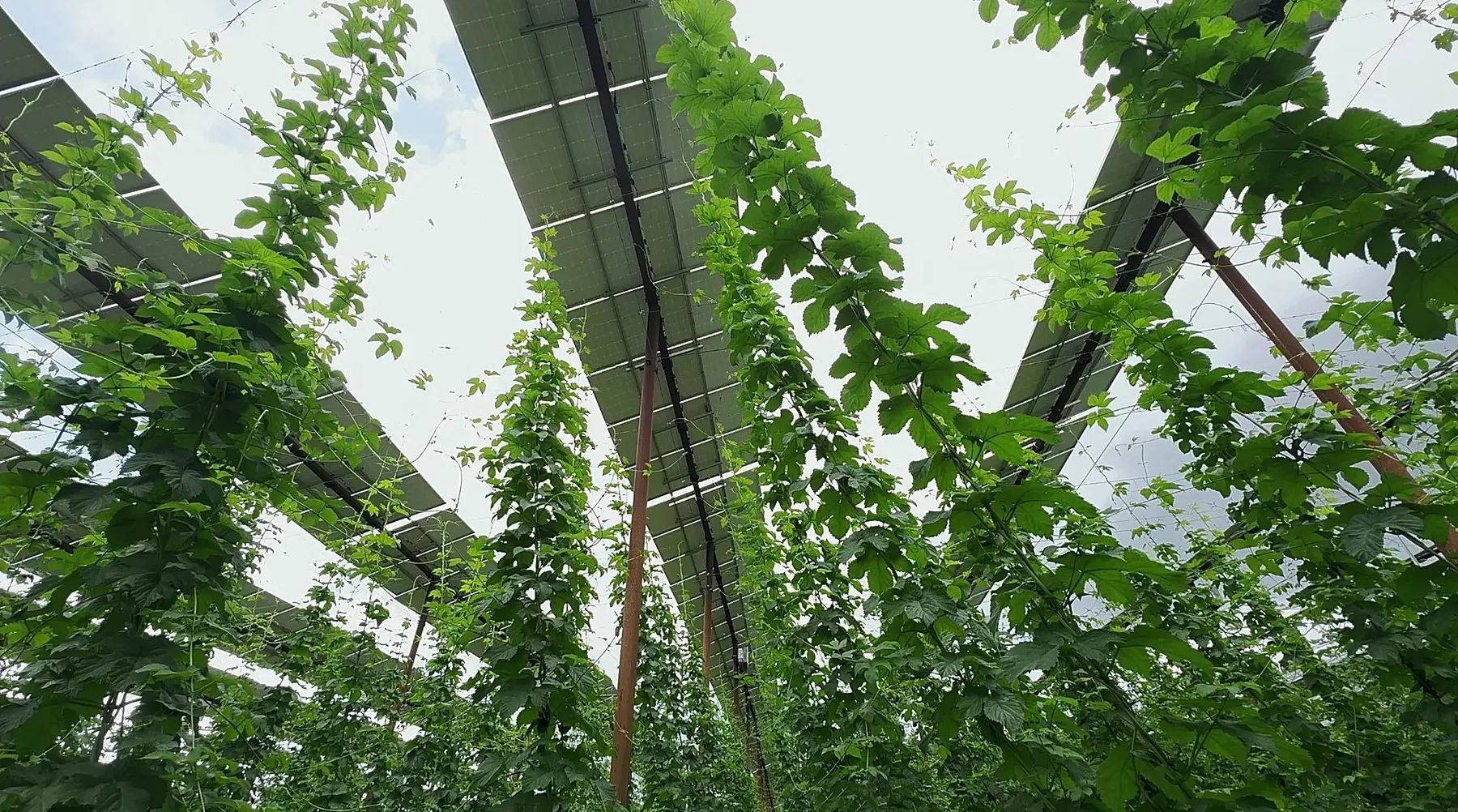 Lujeri de hamei cresc pe spalieri sub rânduri de panouri fotovoltaice