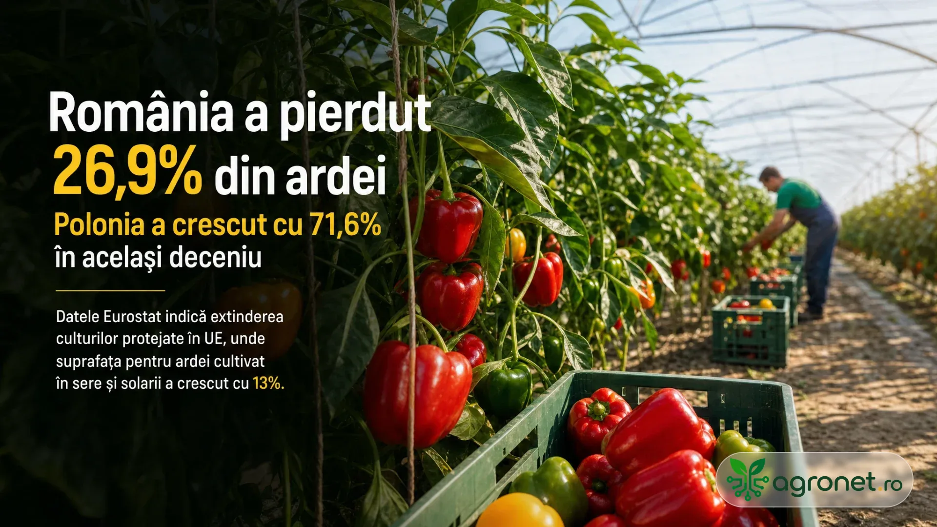Rânduri de ardei roșii și verzi într-un solar, cu lăzi de recoltare și o persoană lucrând în fundal.