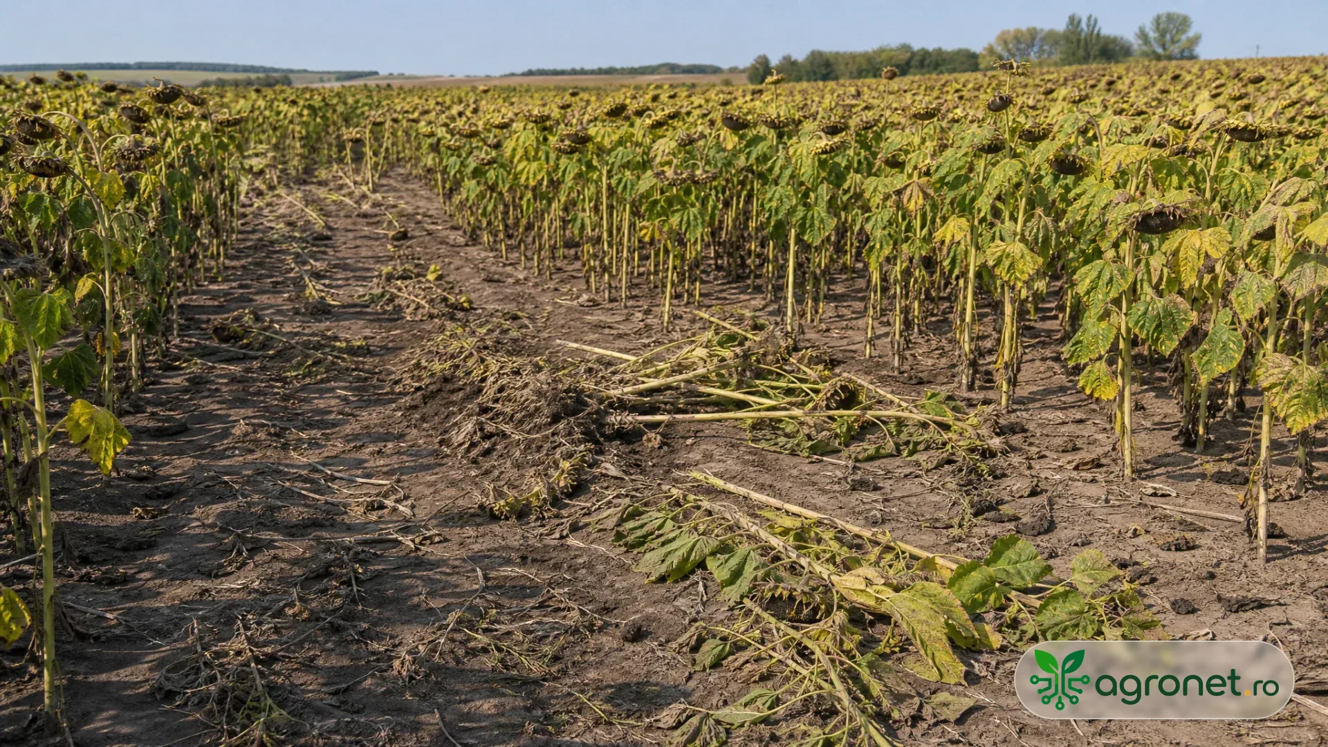 Lot semincer de floarea-soarelui ajuns la maturitate, văzut din marginea unei parcele agricole, cu poartă de acces și rânduri bine delimitate.