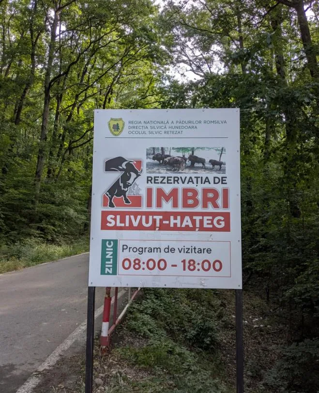 O femelă de zimbru s-a născut la Hațeg la 68 de ani de la înființarea rezervației