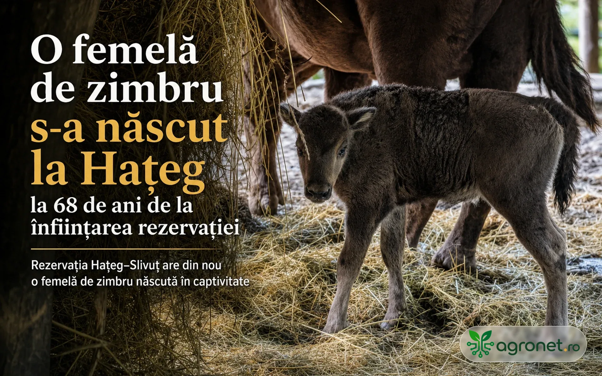 O femelă de zimbru s-a născut la Hațeg la 68 de ani de la înființarea rezervației