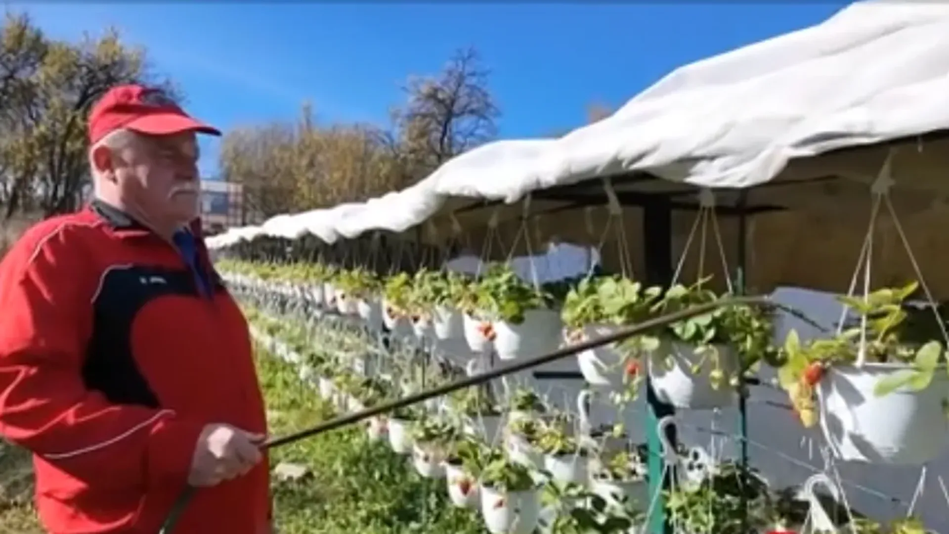 Bărbat lângă rânduri de ghivece albe suspendate cu plante de căpșuni, ținând un furtun de udare.