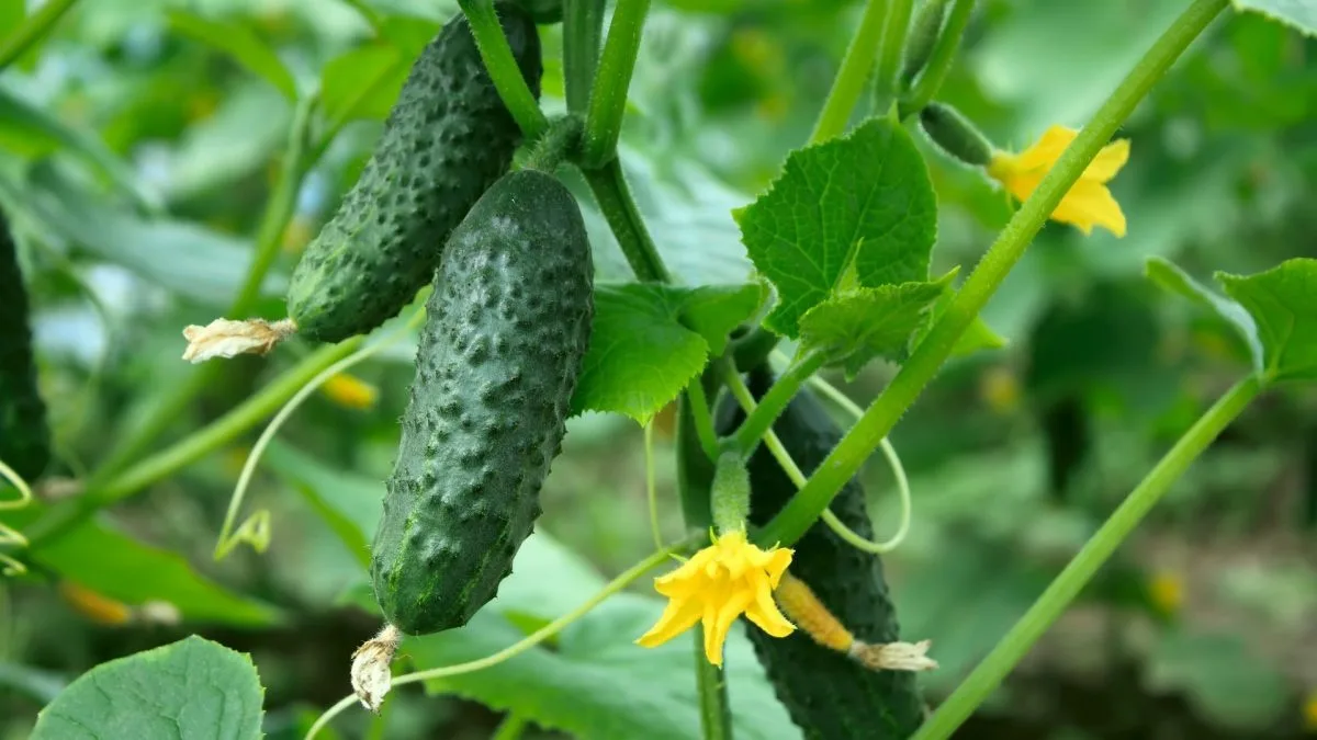 Castraveții pot fi fertilizați cu o soluție simplă - când se folosește ureea și ce rol are