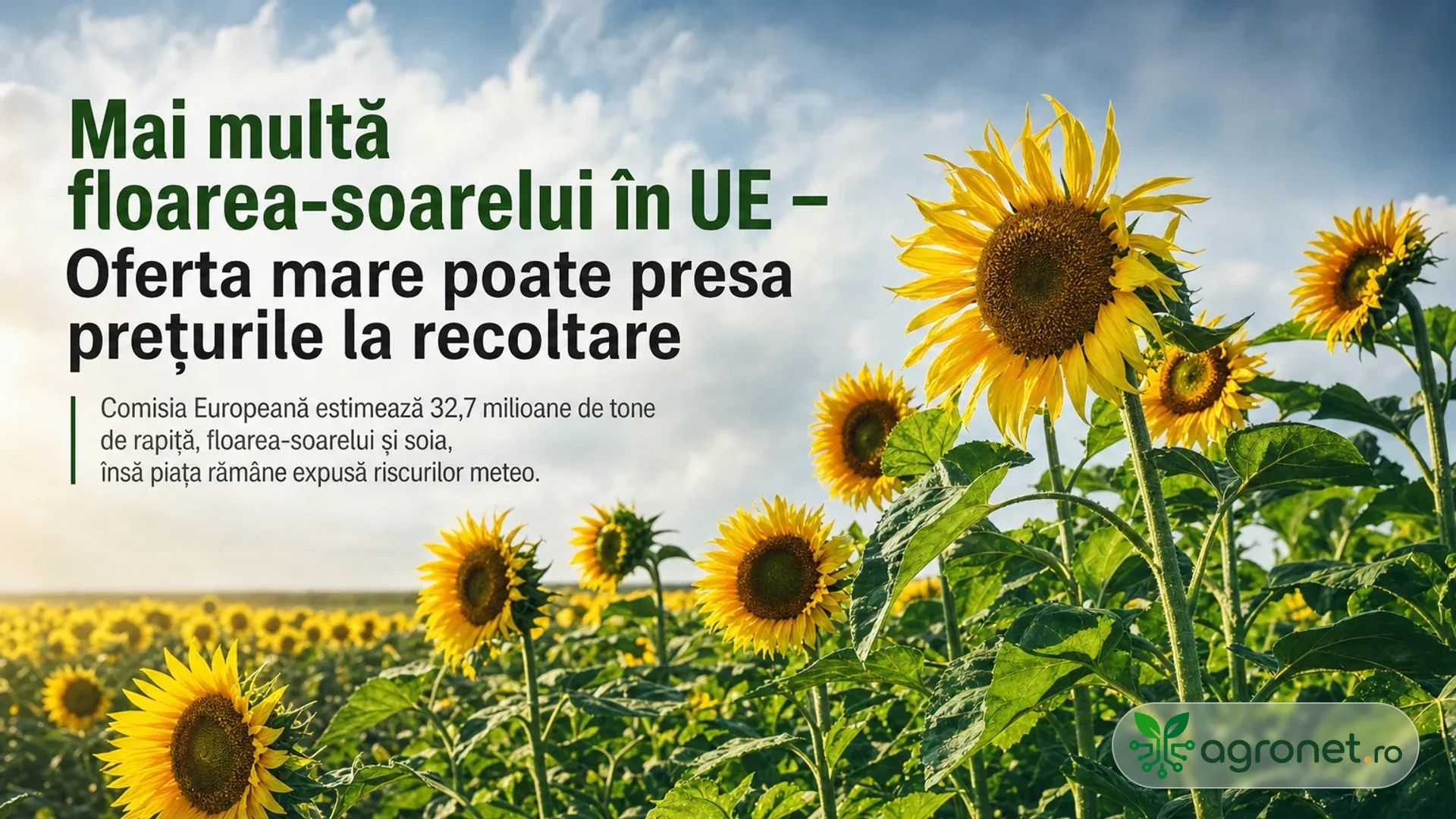 Mai multă floarea-soarelui în UE – Oferta mare poate presa prețurile la recoltare