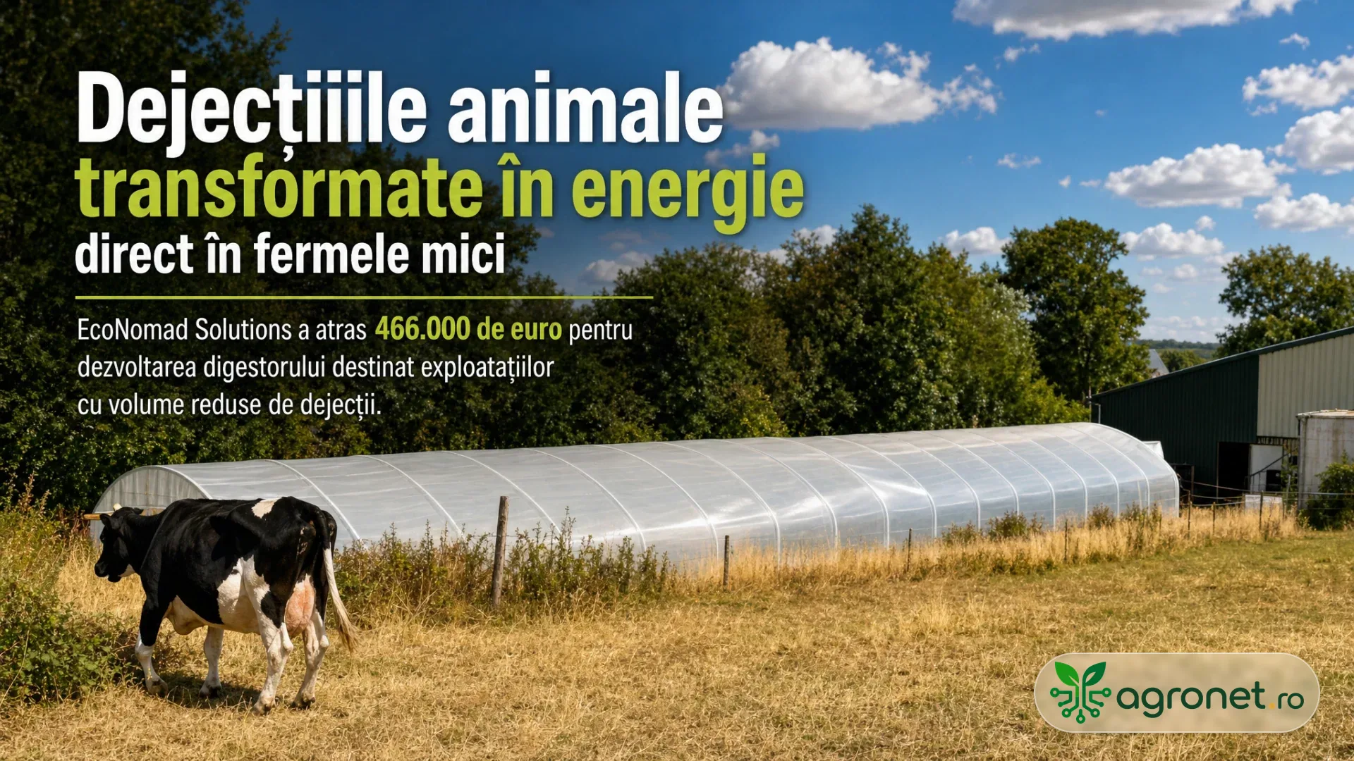 Vacă într-o pășune uscată lângă un solar și clădiri agricole, cu arbori pe fundal.