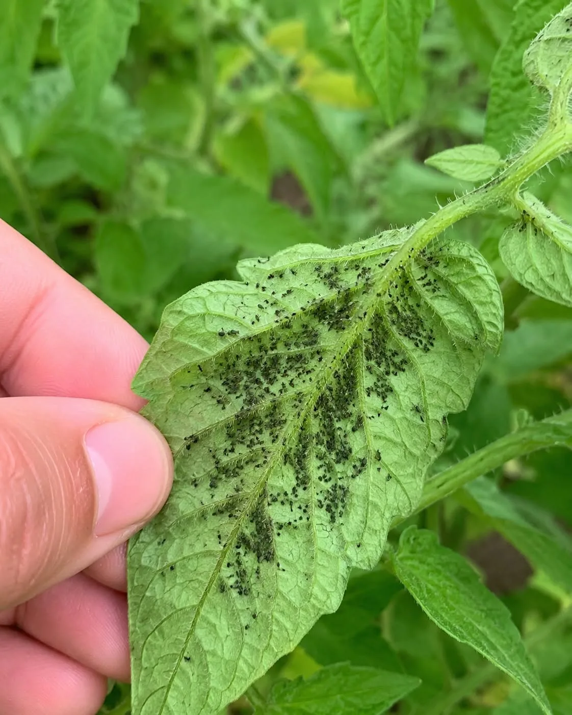 Frunză de tomată infestată cu numeroase afide negre pe nervuri