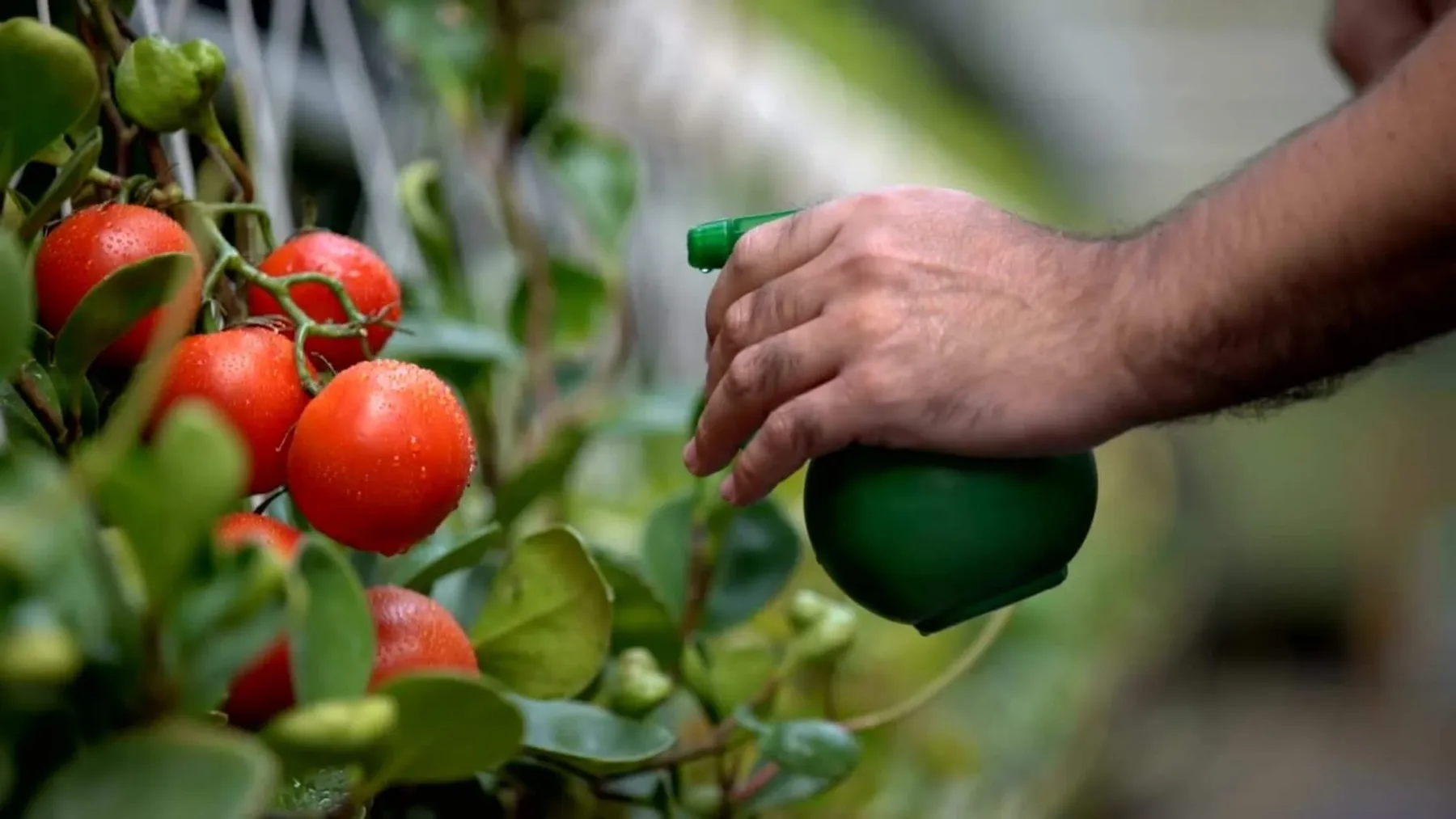 Mână care pulverizează soluție pe plante de roșii cu fructe coapte