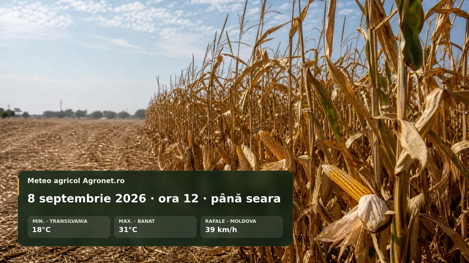 Utilaj agricol în câmp într-o după-amiază caldă de început de septembrie