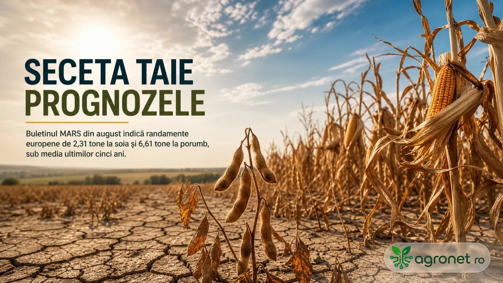 Rânduri de porumb uscat și plante de soia ofilite pe sol crăpat, sub soare puternic.