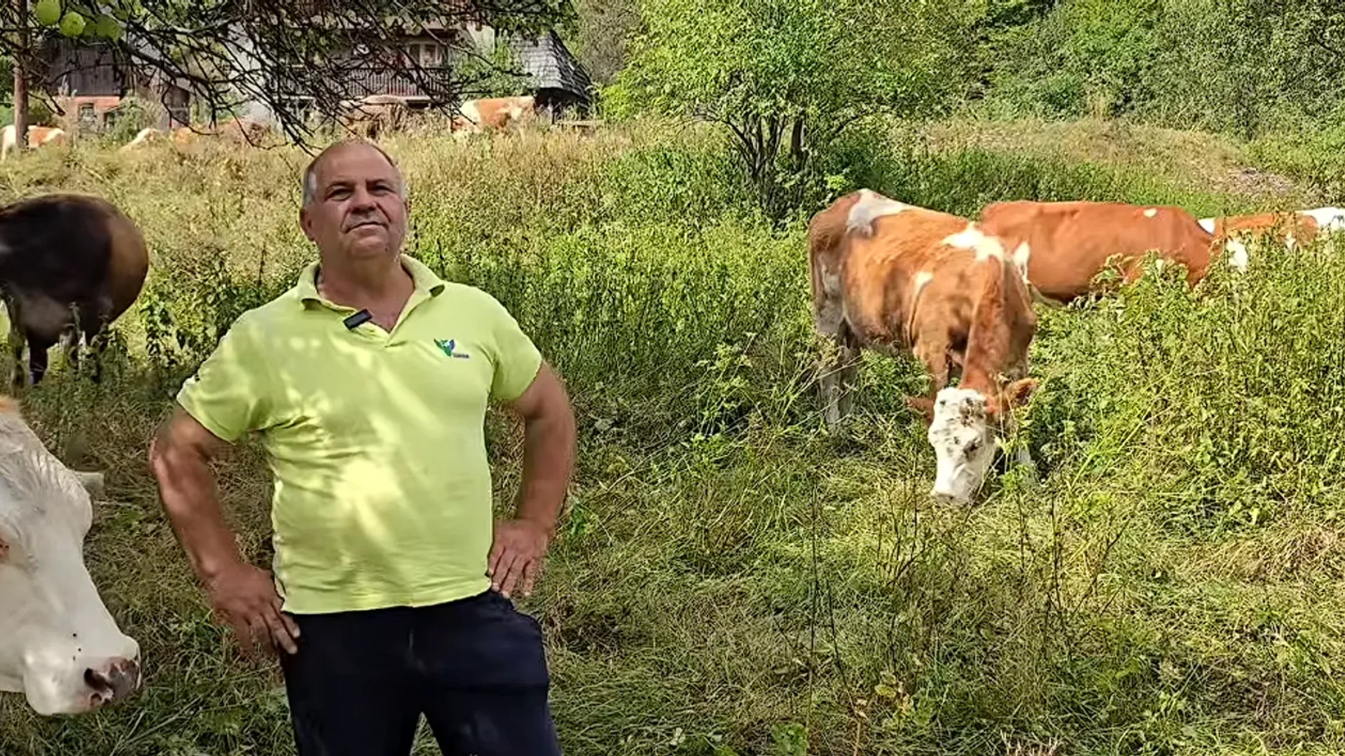 Bărbat aflat pe o pășune cu mai multe vaci care pasc printre iarbă și arbuști.
