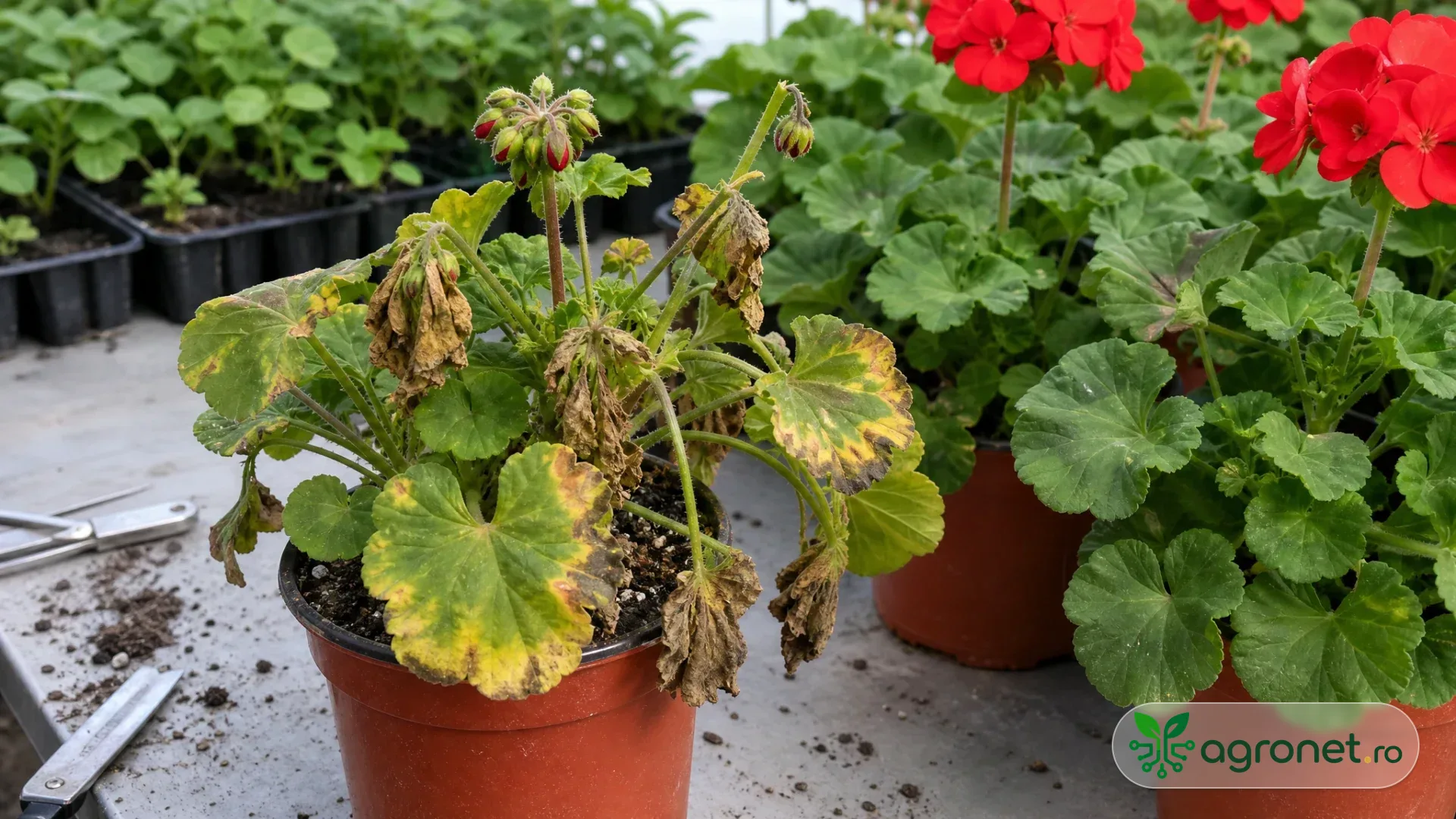 Mușcate în ghivece pe o masă de seră, cu o plantă ce prezintă frunze ofilite și pete foliare discrete, lângă plante cu aspect sănătos și unelte curate în fundal.