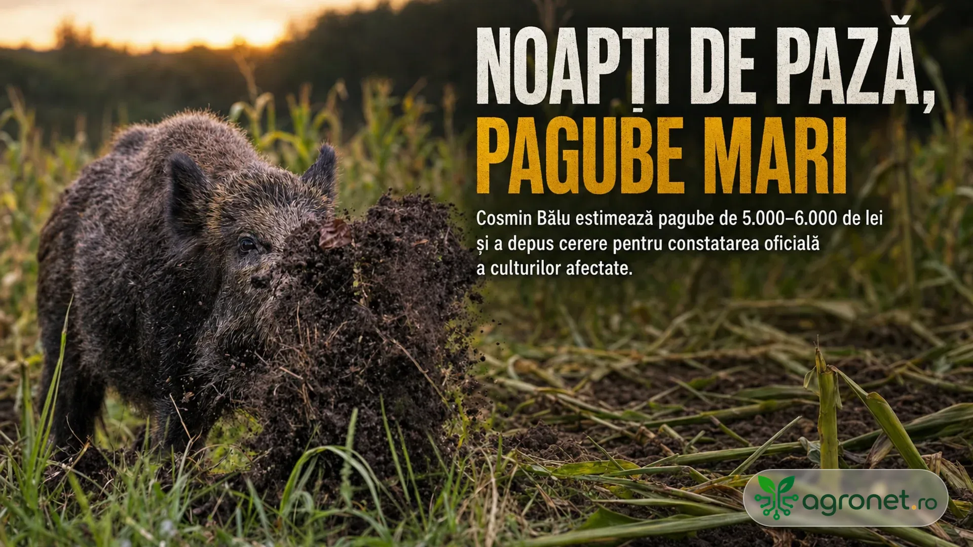Un mistreț stă la marginea unei culturi de porumb, lângă plante rupte și sol răscolit.