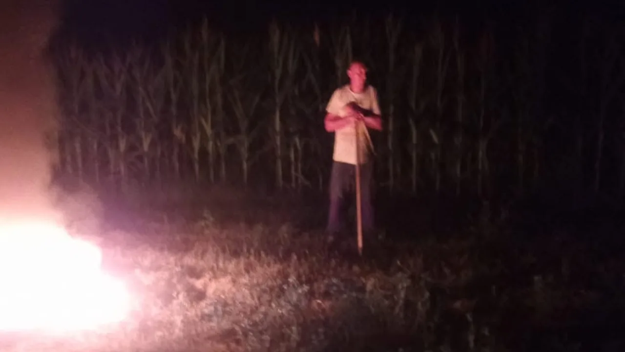 Bărbat lângă lanul de porumb, noaptea, cu foc aprins