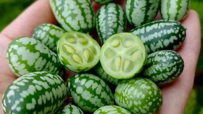 Fructe mici de cucamelon, întregi și secționate, ținute în palmă