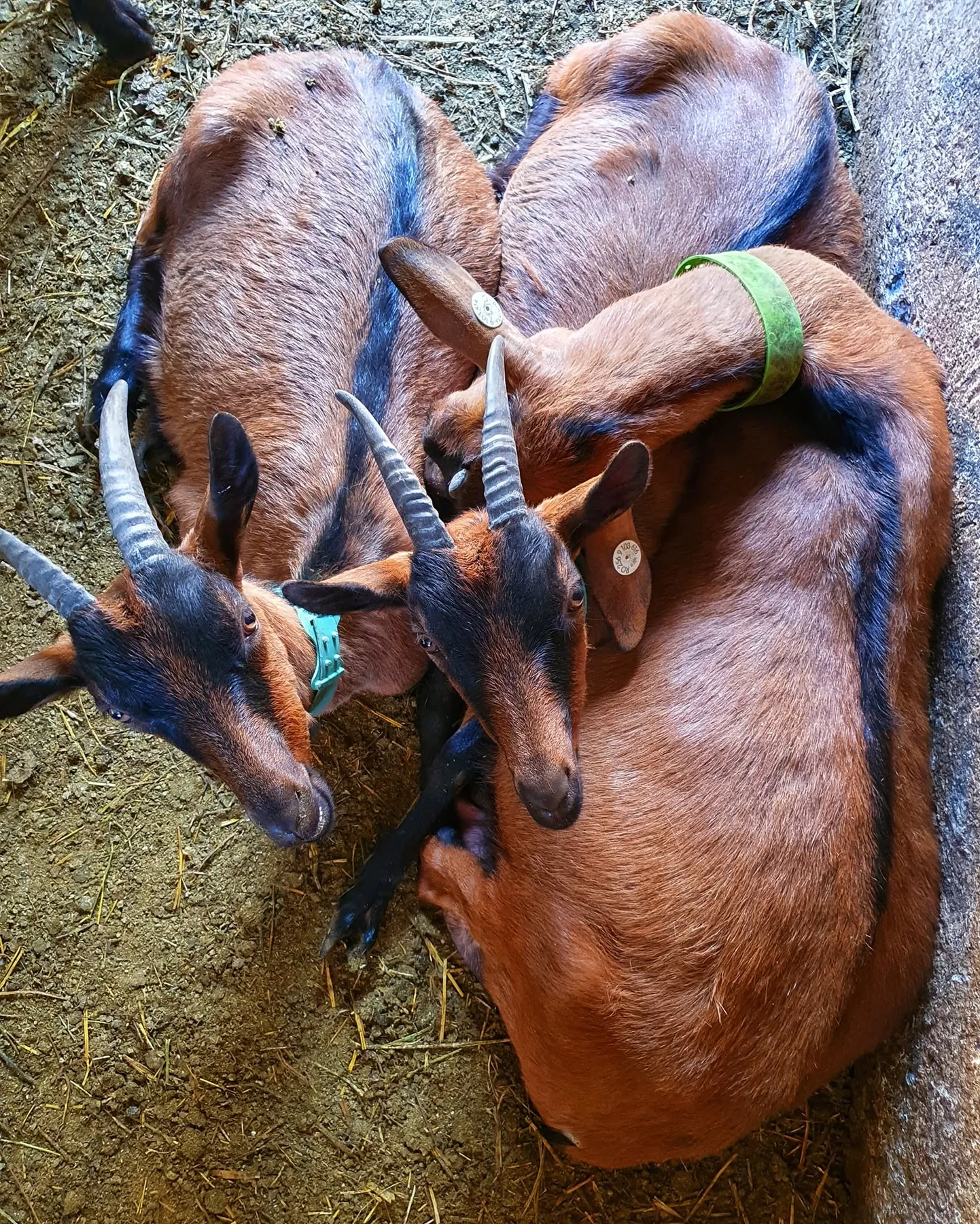 Trei capre brune cu coarne, culcate pe așternut de paie
