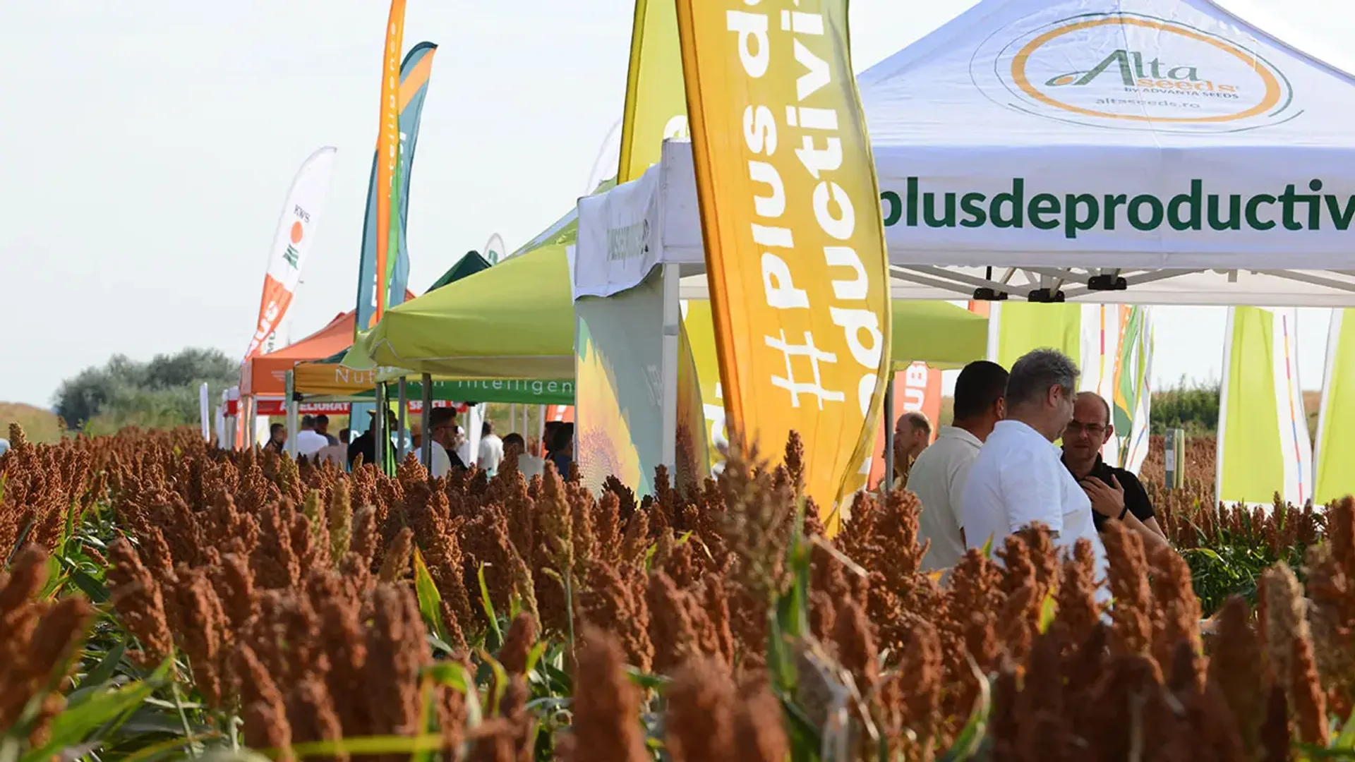 Lan de sorg matur în prim-plan, cu corturi, steaguri și participanți la un eveniment agricol pe câmp.