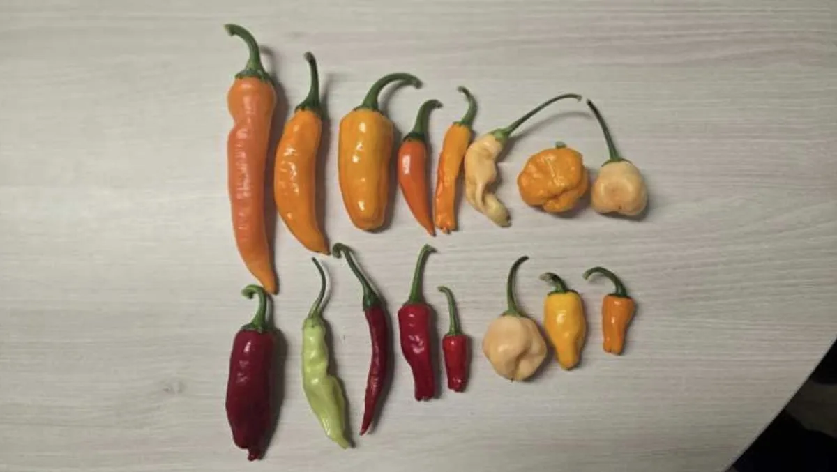 Ardei de peste 2,6 milioane Scoville obținut la Buzău – Cercetarea ajunge la congresul mondial de horticultură — BRGV Buzău,