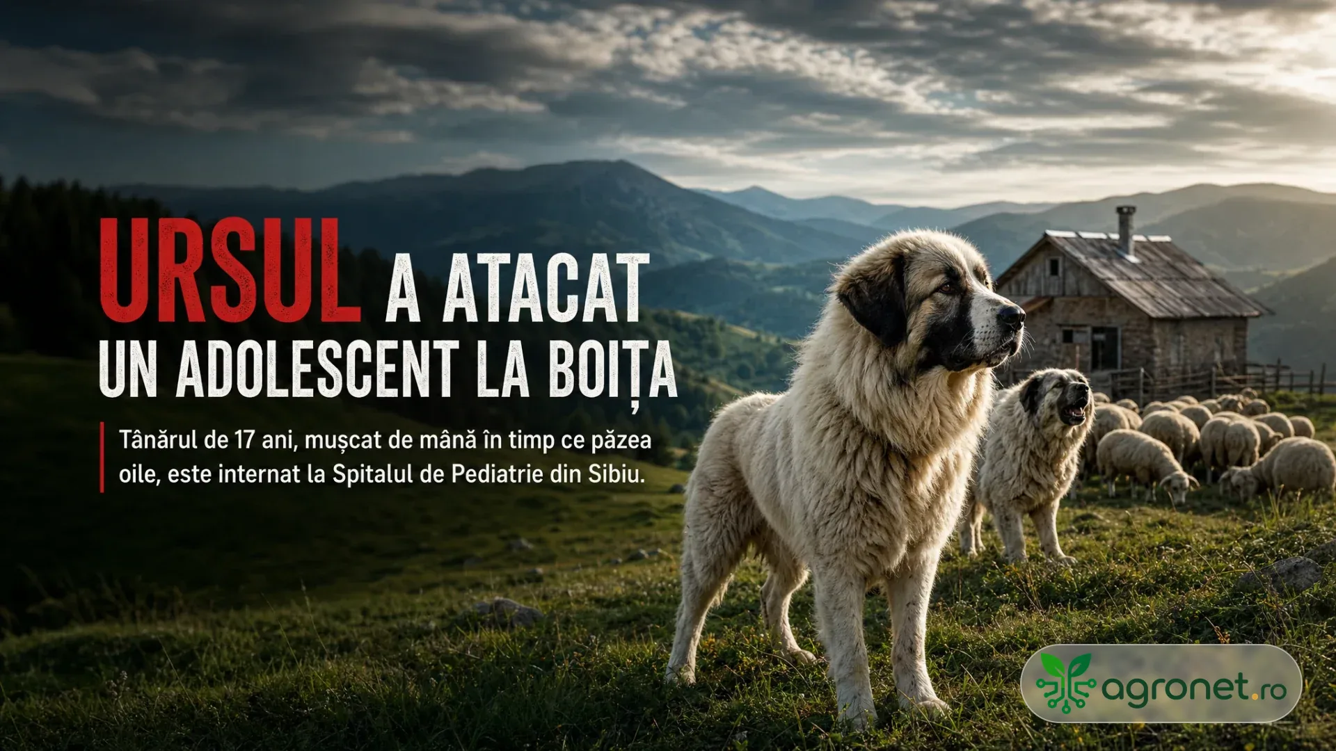 Doi câini ciobănești stau lângă o turmă de oi pe o pășune montană, cu o stână în fundal.