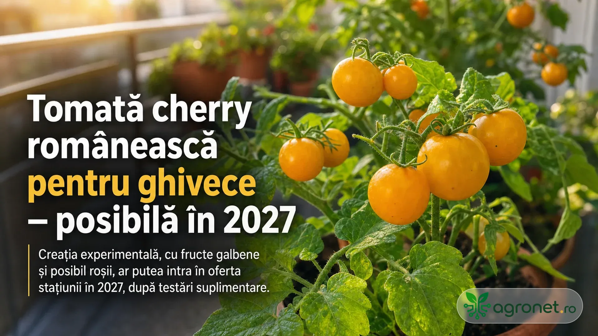 Plante de tomate cherry cu fructe galbene cresc în ghivece, pe un balcon însorit.
