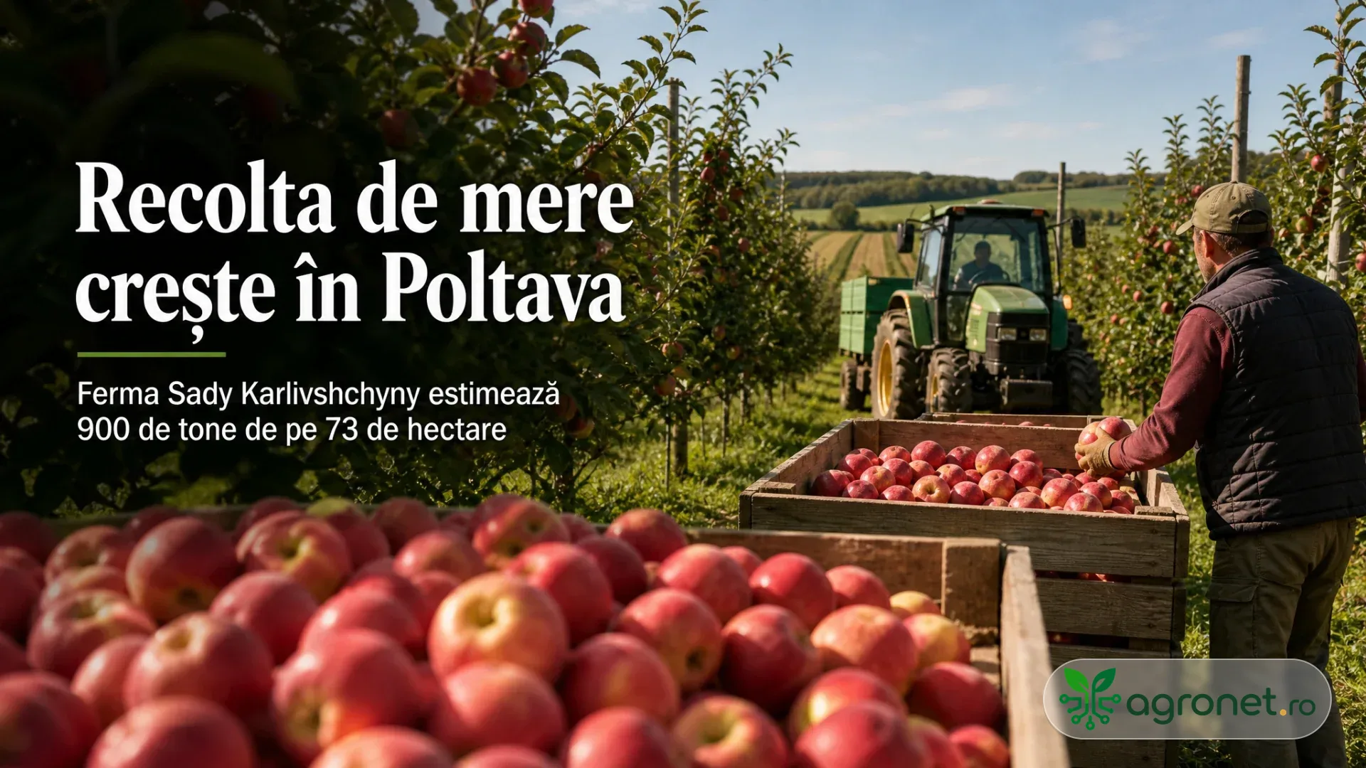 Mere roșii în lăzi de lemn, un lucrător și un tractor pe rândurile unei livezi.
