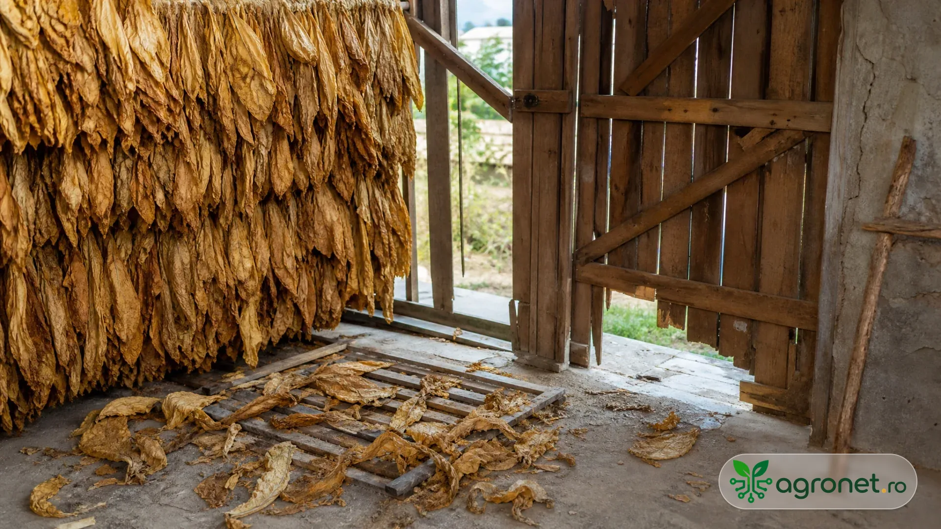 Tutun uscat păstrat ordonat într-un depozit agricol, cu culoar de acces și ușă metalică închisă, în lumină naturală de sfârșit de vară.