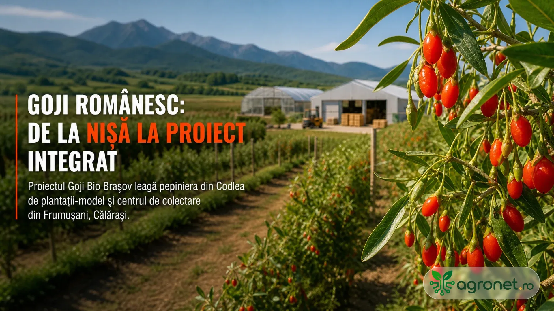 Rânduri de arbuști de goji cu fructe roșii, lângă solarii și clădiri agricole, cu munți în fundal.