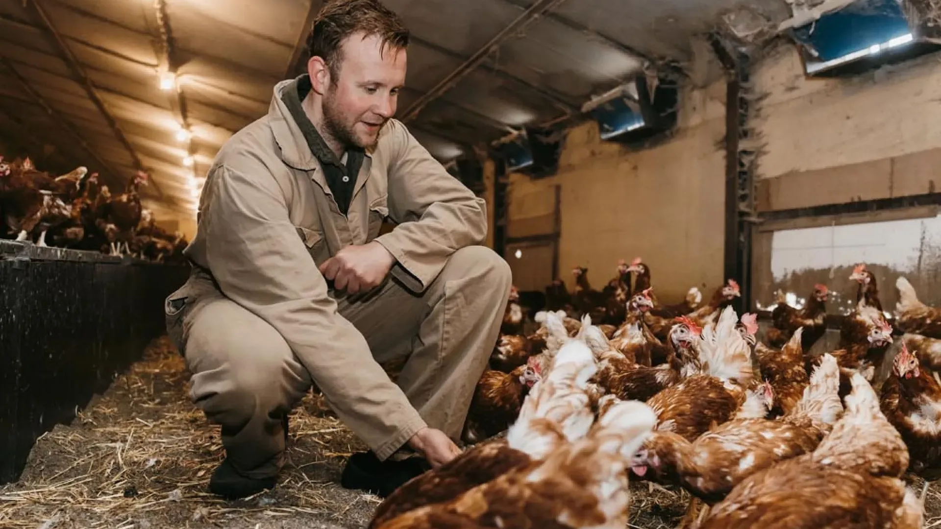 Fermier ghemuit într-un adăpost, lângă un grup mare de găini ouătoare pe așternut.