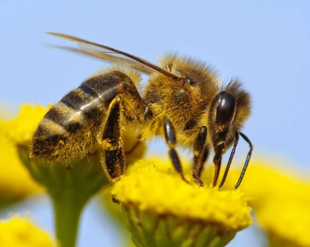 Albină culegând nectar de pe o floare galbenă