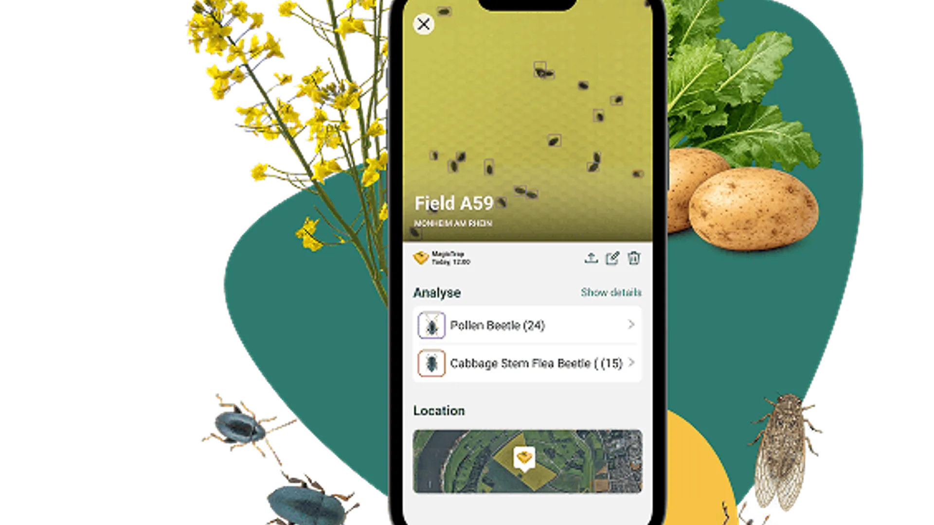 Ecran de telefon cu analiză de insecte, lângă plante și culturi