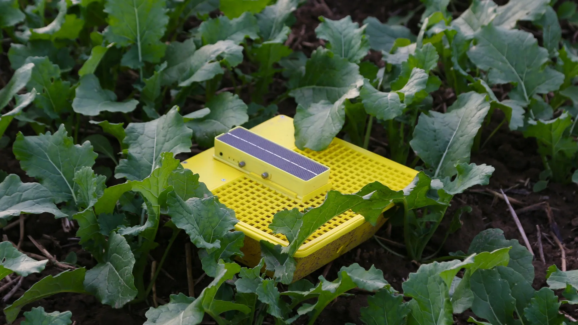 Capcană galbenă cu panou solar, amplasată între plante de rapiță